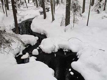 Puro solisee lumikinosten keskell&auml;.. 

Pentti Salosen ottama luontokuva.