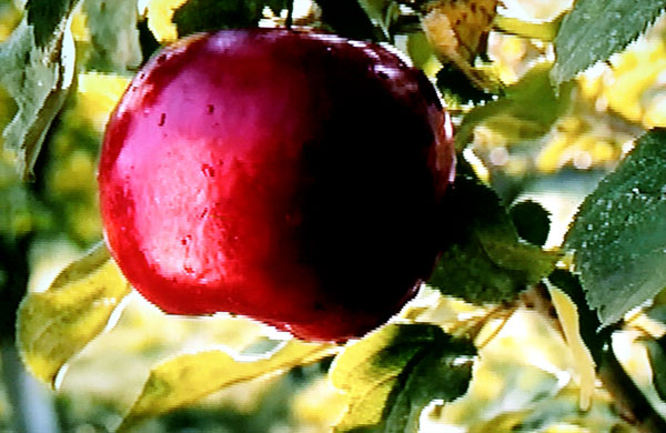 omena koskettava