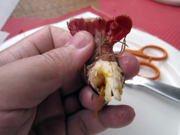 Rapujen syönti, pyrstö 