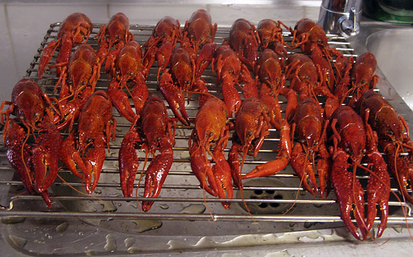 Rapujen keittäminen, valuta ravut